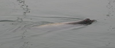 sealion.jpg