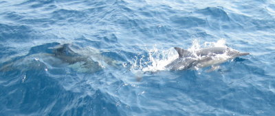 dolphins_1.jpg