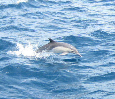 dolphins_2.jpg