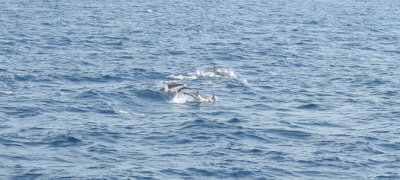 dolphins_4.jpg