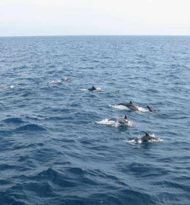 dolphins_5.jpg