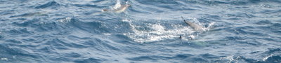 dolphins_6.jpg
