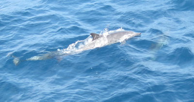 dolphins_7.jpg