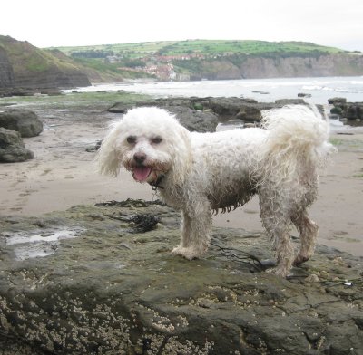 boysie