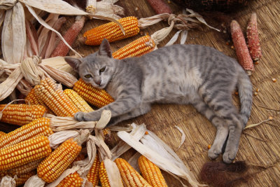 cat and corn