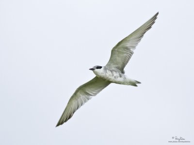 Whiskered Tern (molting to non-breeding plumage) 

Scientific name: Chlidonias hybridus 

Habitat: Bays, tidal flats to ricefields. 

[CANDABA WETLANDS, PAMPANGA, 1DM2 + 500 f4 L IS, 475B tripod/ 3421 gimbal head]
