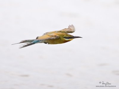 Blue-tailed Bee-eater 

Scientific name - Merops philippinus 

Habitat - Open country usually associated with water along rivers, marshes and ricefields. 

[CANDABA WETLANDS, PAMPANGA, 1DM2 + 500 f4 IS, Manfrotto 475B/3421 support]
