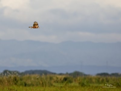 Eastern Marsh-Harrier (female) 

Scientific name - Circus spilonotus 

Habitat - Uncommon, primarily in wetlands and grasslands. 

[CANDABA WETLANDS, PAMPANGA, 1DM2 + 500 f4 IS, 475B/3421 support] 
