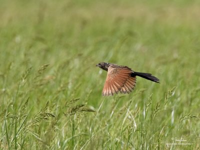 Lesser Coucal (immature) 

Scientific name - Centropus bengalensis 

Habitat - Grasslands and open country.

[CANDABA WETLANDS, PAMPANGA, 1DM2 + 500 f4 IS + 1.4x TC, 475B/3421 support] 
