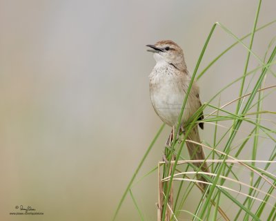 Striated Grassbird 

Scientific name - Megalurus palustris 

Habitat - Grasslands, ricefields and open country. 

[CANDABA WETLANDS, PAMPANGA, 40D + 500 f4 L IS + Canon 1.4x TC, bean bag]
