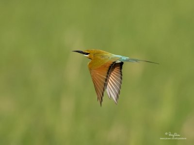 Blue-tailed Bee-eater 

Scientific name - Merops philippinus 

Habitat - Open country usually associated with water along rivers, marshes and ricefields. 

[CANDABA WETLANDS, PAMPANGA, 1DM2 + 500 f4 IS + 1.4x TC, 475B/3421 support] 
