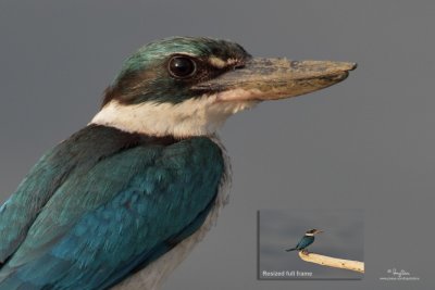 Collared Kingfisher 

Scientific name: Todiramphus chloris 

Habitat: Coastal areas to open country, but seldom in forest 

[COASTAL LAGOON, MANILA BAY, EOS 7D + 500 f4 IS + Canon 1.4x TC, bean bag, processed 100% crop] 
