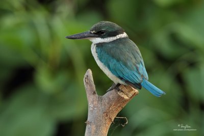 Collared Kingfisher 

Scientific name: Todiramphus chloris 

Habitat: Coastal areas to open country, but seldom in forest 

[COASTAL LAGOON, MANILA BAY, EOS 7D + 500 f4 IS + Canon 1.4x TC, bean bag] 
