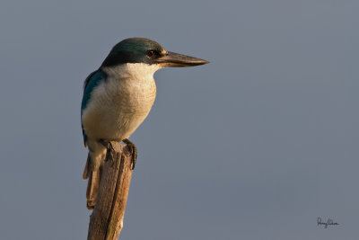 Collared Kingfisher 

Scientific name: Todiramphus chloris 

Habitat: Coastal areas to open country, but seldom in forest 

[COASTAL LAGOON, MANILA BAY, EOS 7D + 500 f4 IS + Canon 1.4x TC, bean bag] 
