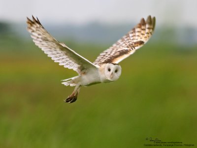 Grass Owl 

Scientific name - Tyto capensis 

Habitat - Grasslands and canefields. 

[20D + 400 5.6L, hand held] 
