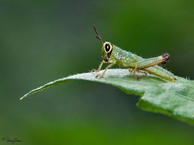 [350D + 100 2.8 USM macro, hand held using on-board flash as fill-in]