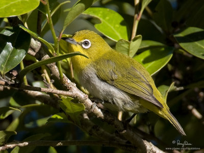 Mountain White-eye 

Scientific name - Zosterops montanus 

Habitat - All forest types above 1000 m. 

[Elev. 1675 m ASL, MT. POLIS, BANAUE, IFUGAO, 40D + 500 f4 IS + Canon 1.4x TC, bean bag] 

