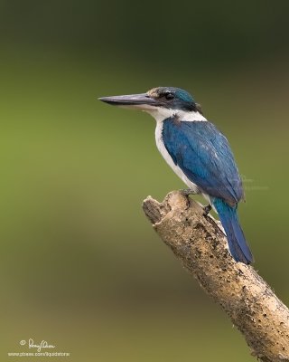 Collared Kingfisher 

Scientific name: Todiramphus chloris 

Habitat: Coastal areas to open country, but seldom in forest 

[STA. CRUZ, ZAMBALES PROVINCE, 1DM2 + 500 f4 IS + Canon 1.4x TC, manual exposure, 475B/3421 support]