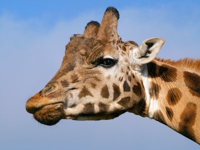 Giraffe 2