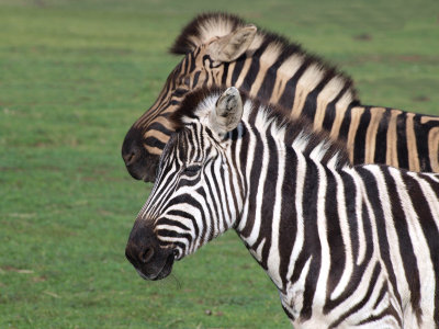 Zebra  Shadow