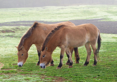 Prezwalskis Horses