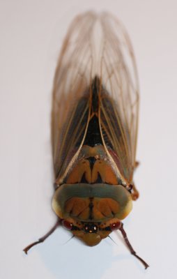 Cicada