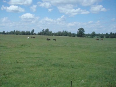Horses that were grazing...