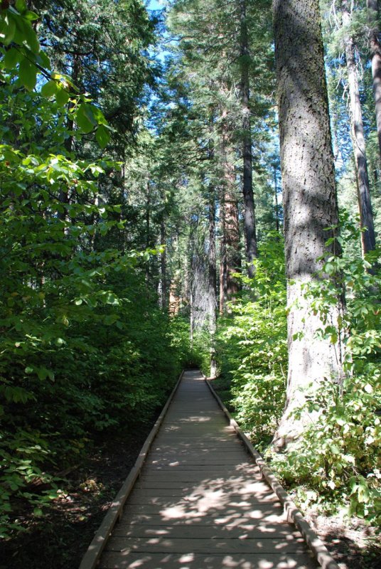 Calaveras Big Trees State Park