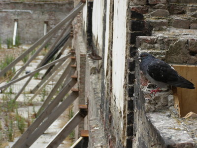 Pine Street Pigeon