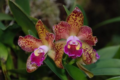 Hawaii Tropical Botanical Garden