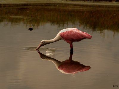 Roseate Spoonbill Platalea ajaja