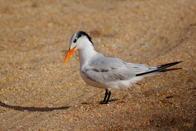 Royal Tern, Sterna maxima