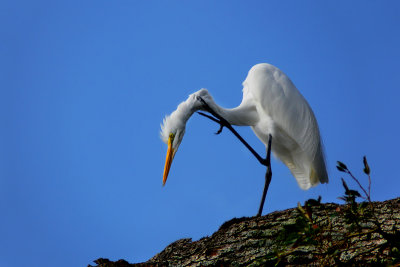 Great Egret Ardea alba