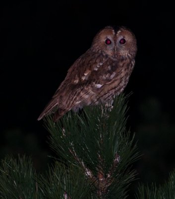 Owl on Castle Hill