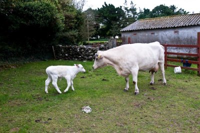 Rathbaun Farm Mom with 4 day old Calf