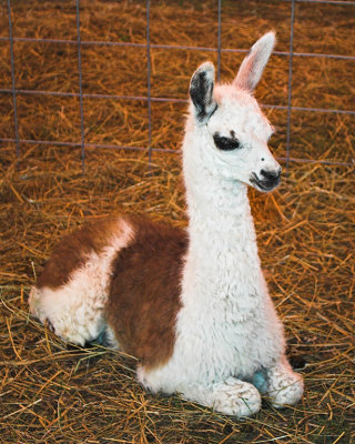 Baby Llama