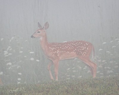 Very Foggy  Fawn