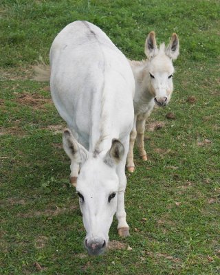 White Burro n Colt