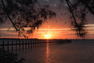 Pier Sunset w Birds Galore