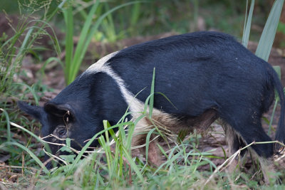 Black n White Wild Boar