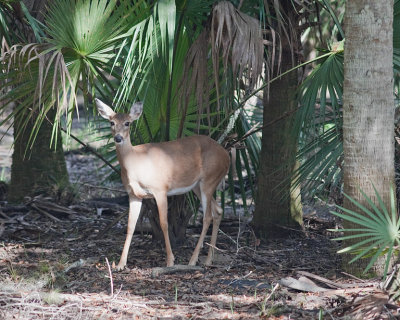 Doe Coming out of Shadows