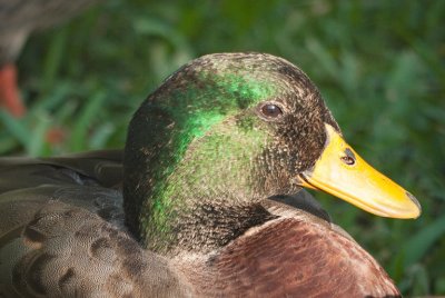 Mallard Drake Portrait