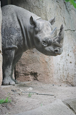 Black Rhino