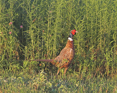Cock Pheasant on Alert