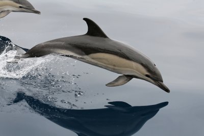 Dolphins & whales