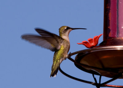 Hummingbirds