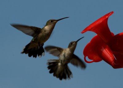 Hummingbirds