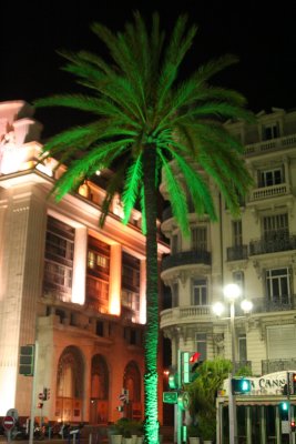 Palmier de Nuit