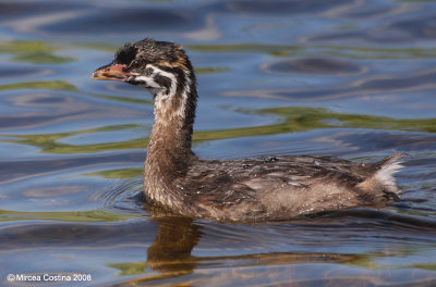 Pied-billed Grebe (Podilymbus podiceps)