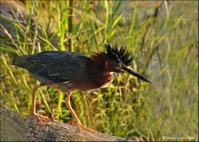 Green Heron (Butorides virescens)